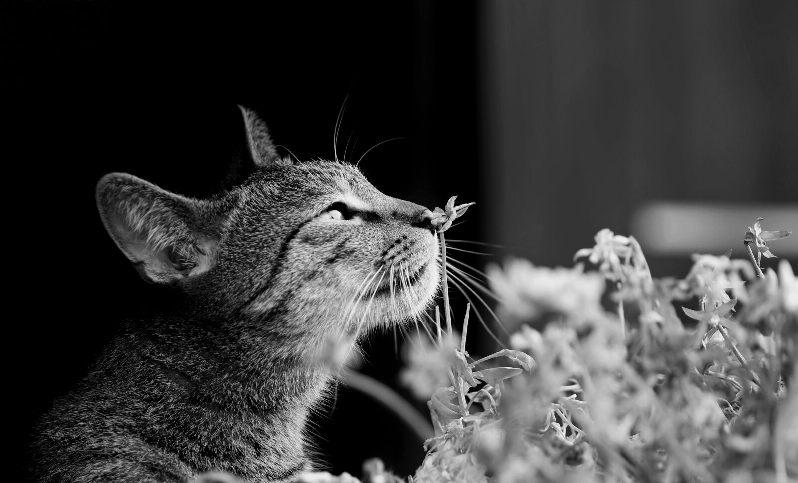 Canon EOS 80D sample photo. Cat, flowers, nice photography