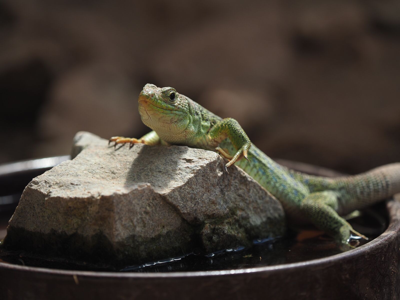 Olympus OM-D E-M1 Mark II + Olympus M.Zuiko Digital ED 40-150mm F2.8 Pro sample photo. Animal, lizard, dragon photography
