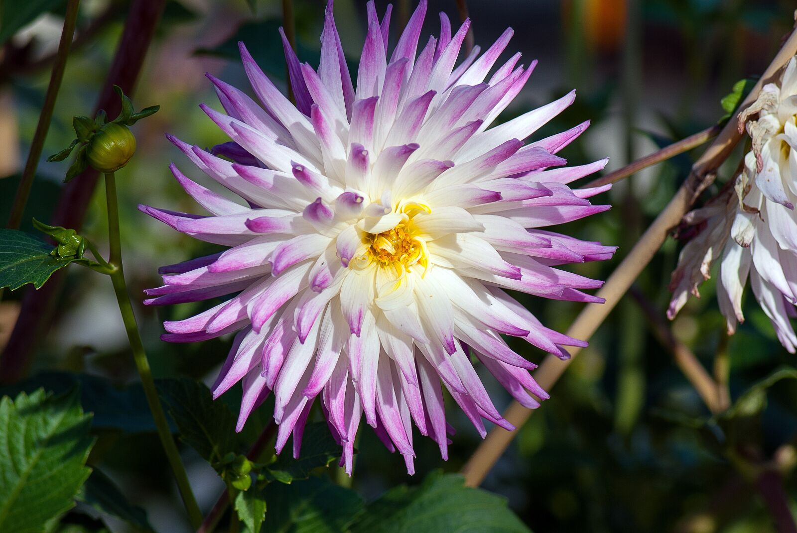 Nikon D3000 sample photo. Dahlia, color, flower photography