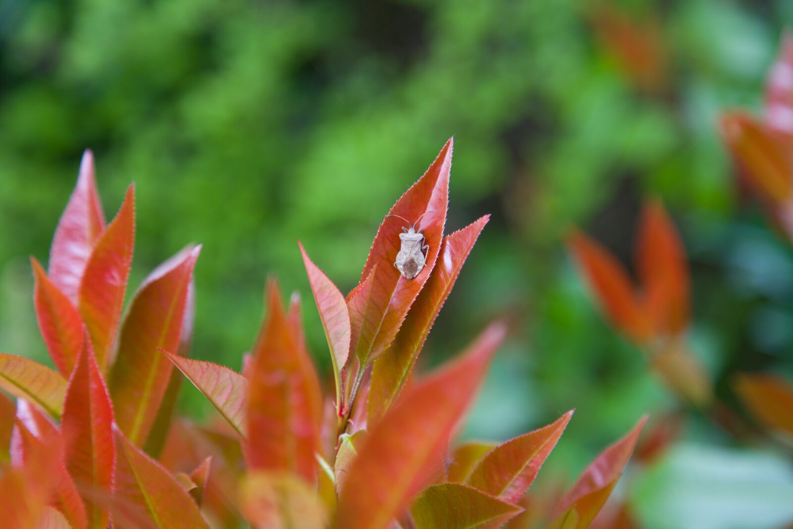 Canon EOS 6D + Canon EF 24-105mm F4L IS USM sample photo. Leaves, red, garden photography