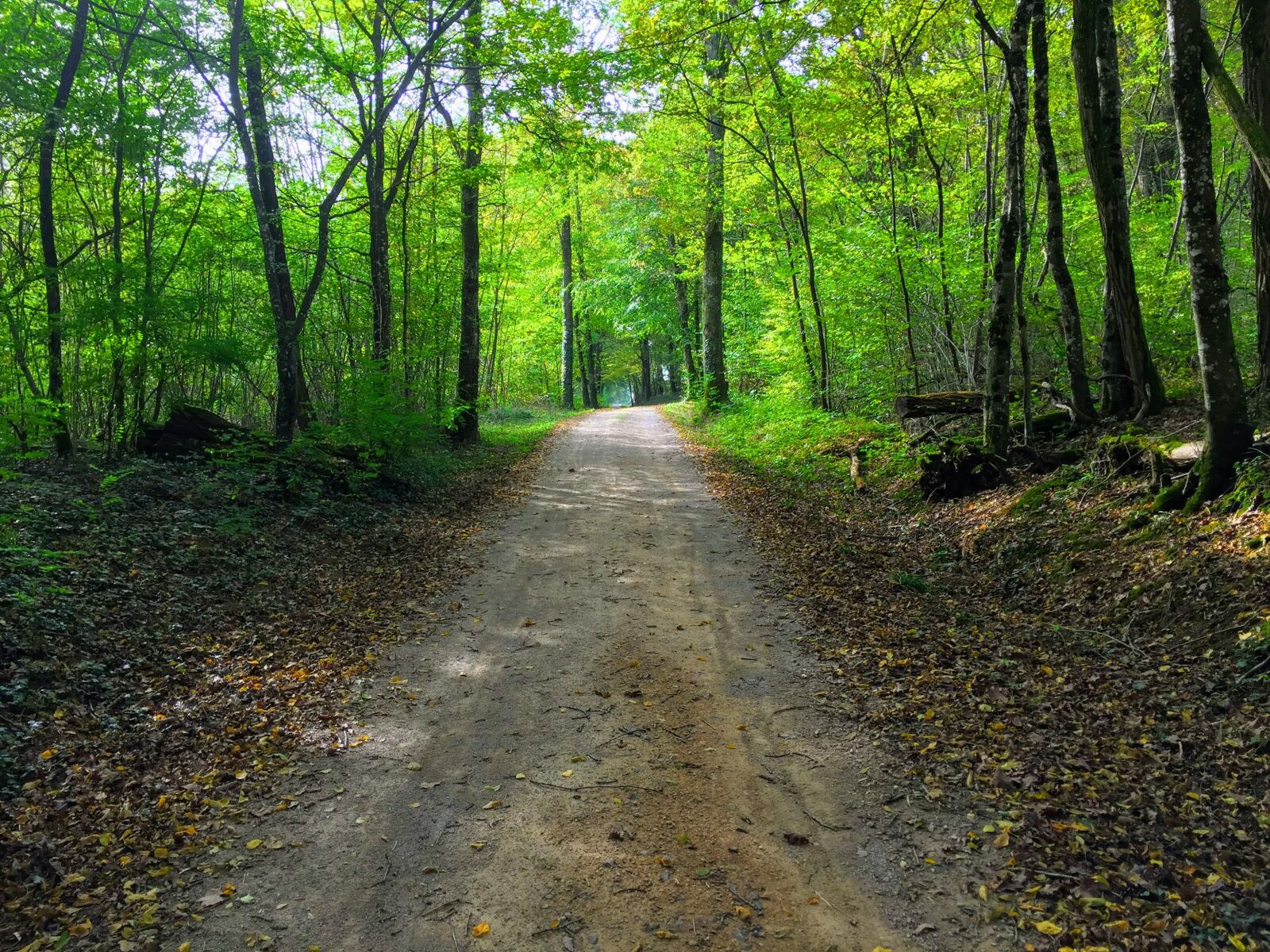 iPhone 6 back camera 4.15mm f/2.2 sample photo. Forest, landscape, trees photography