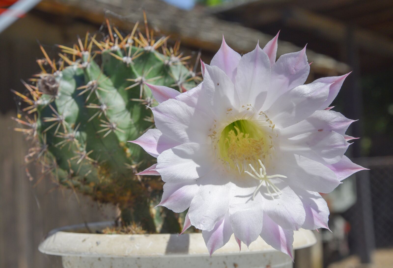 Nikon D3300 sample photo. Flower, nature, cactus photography