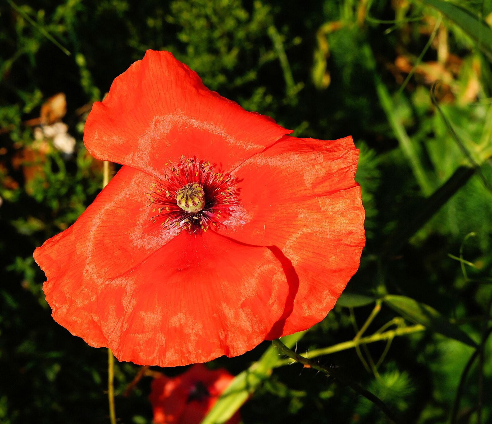 Sony SLT-A58 + Sony DT 30mm F2.8 Macro SAM sample photo. Poppy, blossom, bloom photography