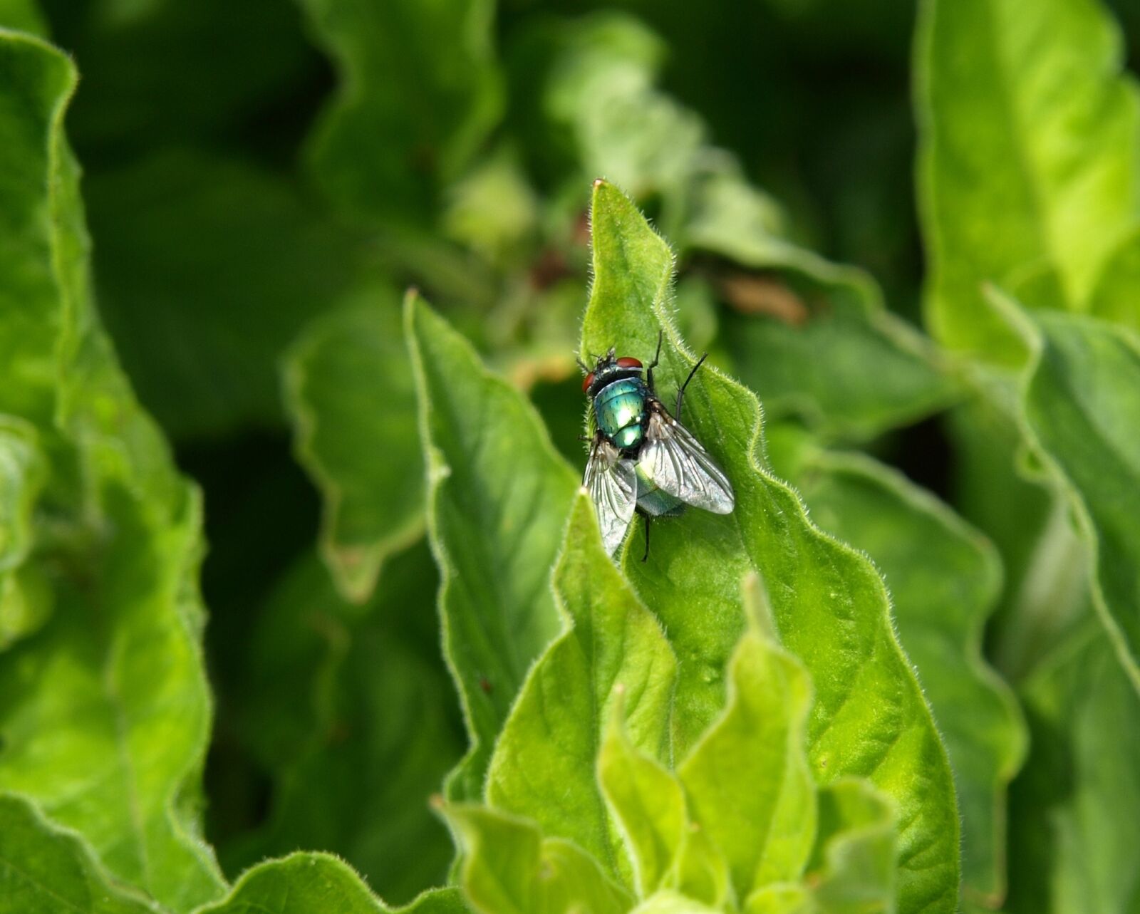 Olympus E-510 (EVOLT E-510) sample photo. Fly, schmeissflige, whopper photography