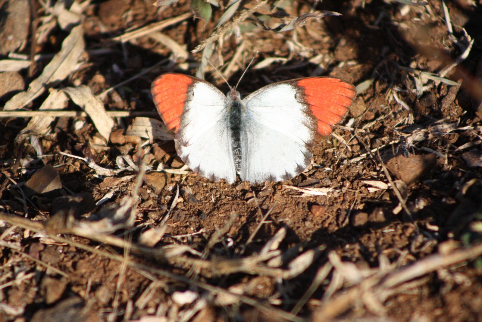 Canon EOS 1000D (EOS Digital Rebel XS / EOS Kiss F) sample photo. Butterfly, orange wings, south photography