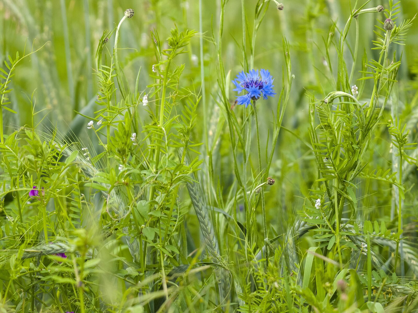 Olympus E-3 sample photo. Cornflower, flower, blossom photography