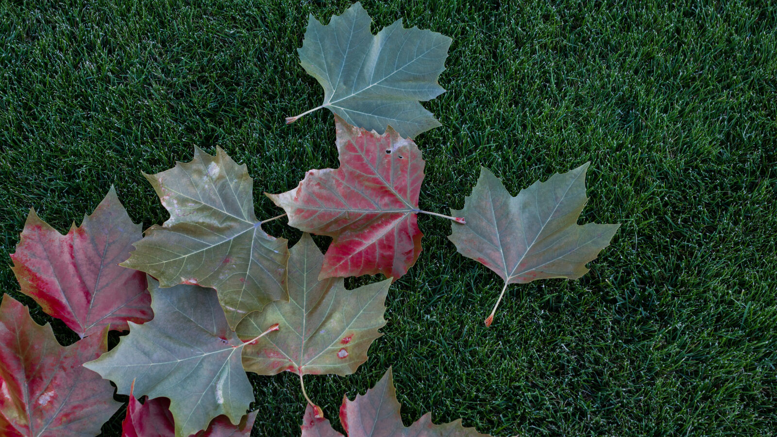 Sony DT 16-50mm F2.8 SSM sample photo. Autumn, leaves, nature photography