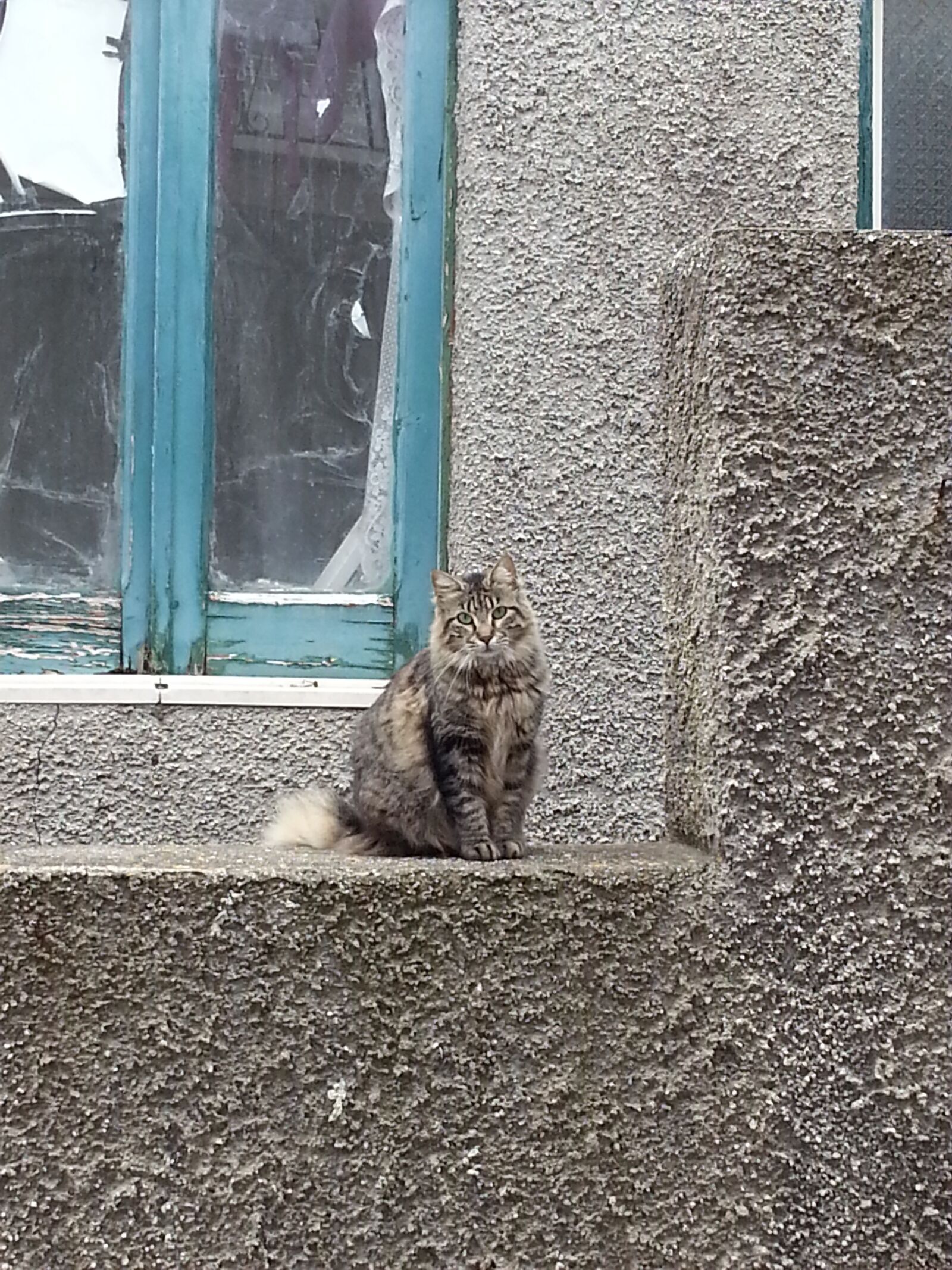 Samsung Galaxy Note2 sample photo. Cat, vintage, country photography