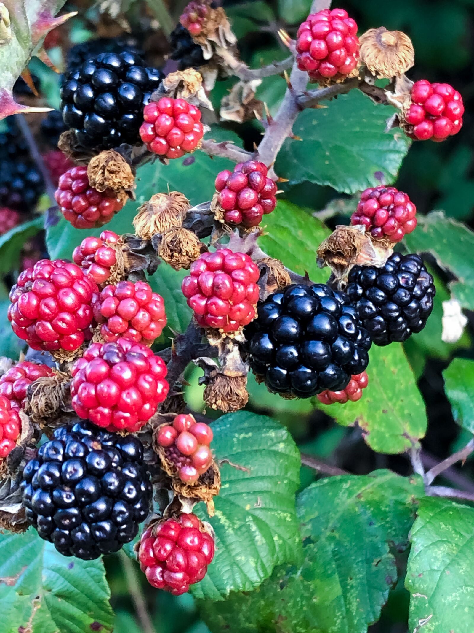 iPhone 8 back camera 3.99mm f/1.8 sample photo. Autumn, fruit, blackberry photography