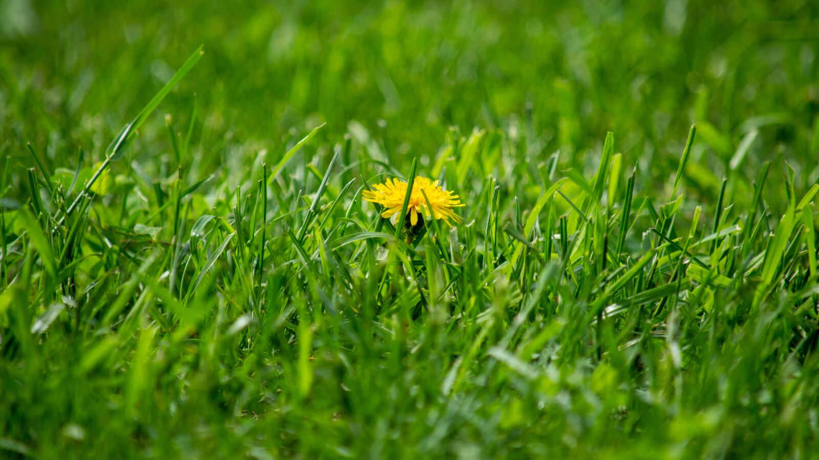 Nikon D3200 sample photo. Dandelion, grass, flower photography