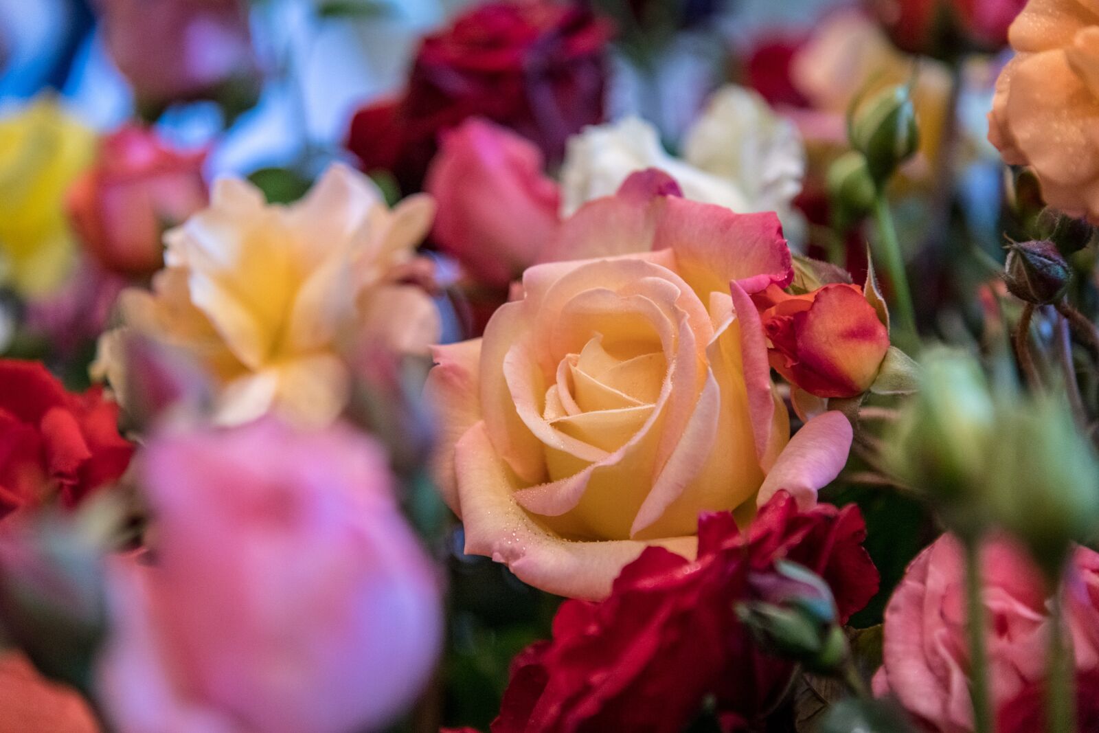 Nikon D850 sample photo. Roses, bouquet, flowers photography