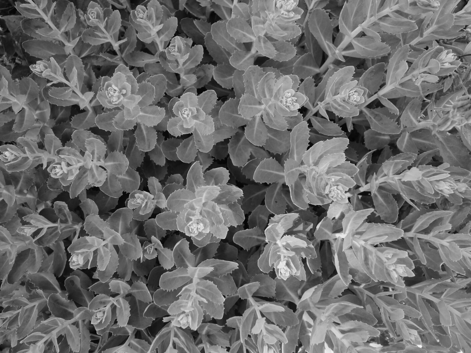 Sony Cyber-shot DSC-RX100 II sample photo. Leaves, plant, pattern photography
