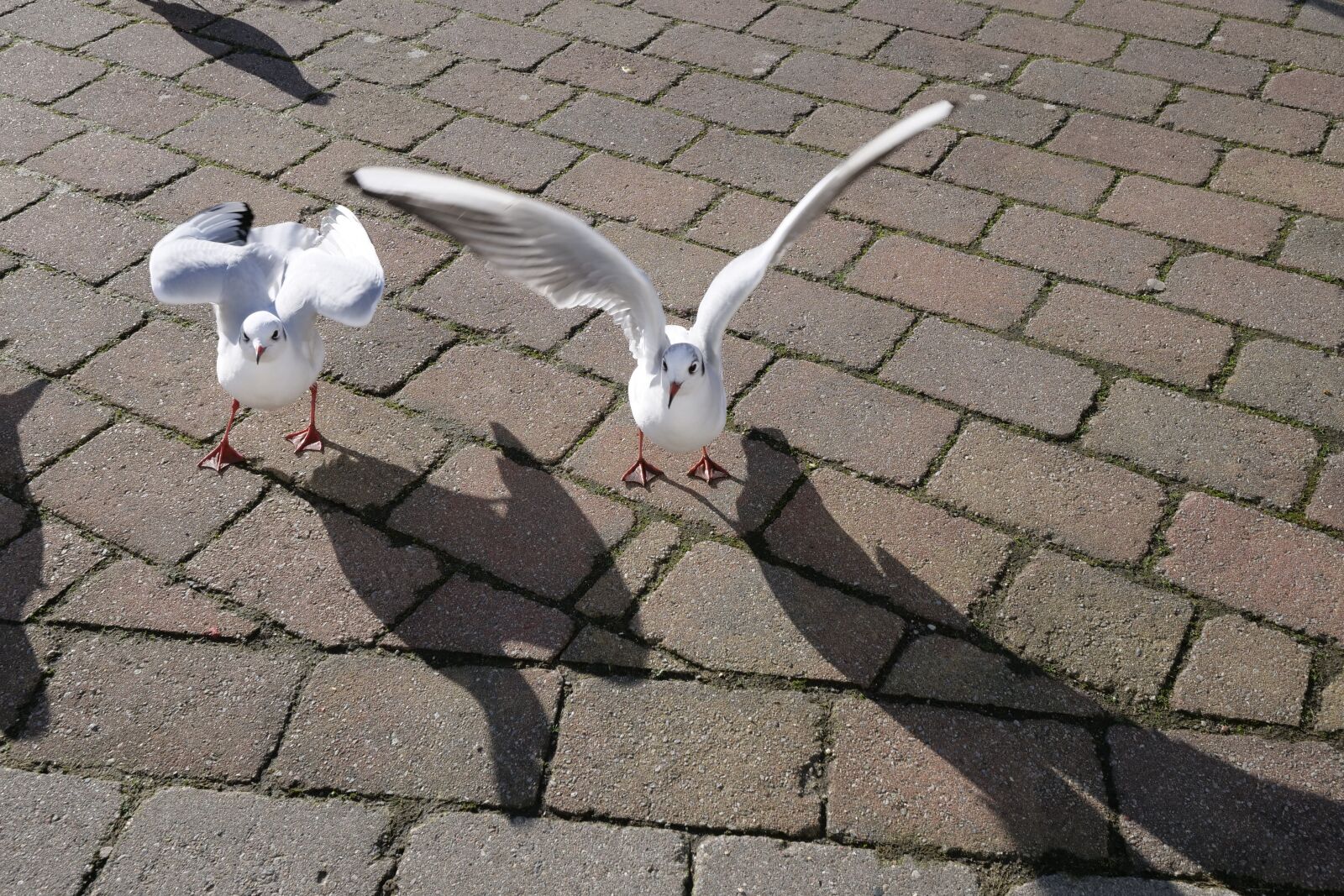 Panasonic Lumix DC-G9 sample photo. Animal world, gulls, nature photography