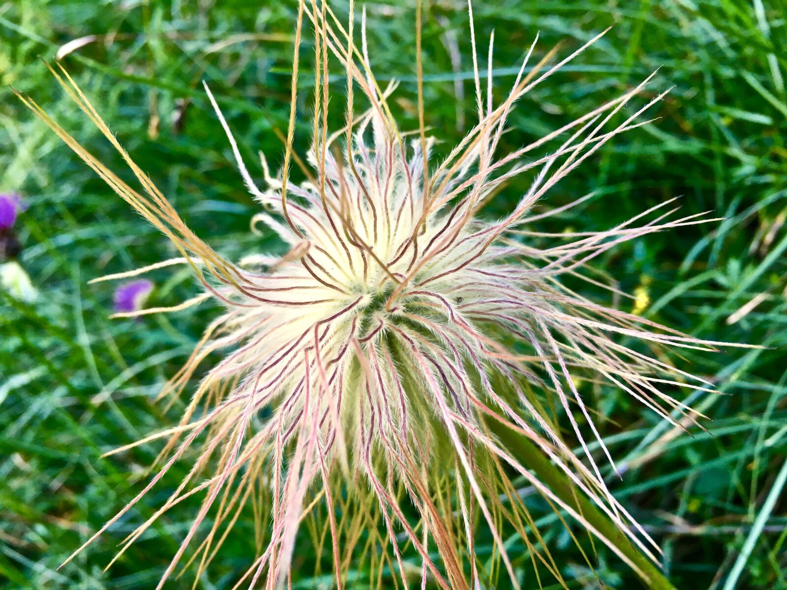Apple iPhone 6s sample photo. Flower, prato, macro photography