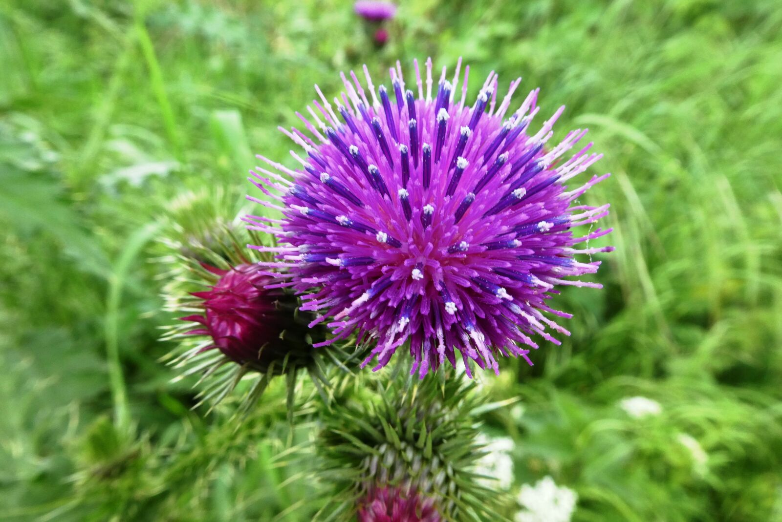 Panasonic Lumix DC-ZS70 (Lumix DC-TZ90) sample photo. Thistle, flowering plant, berm photography