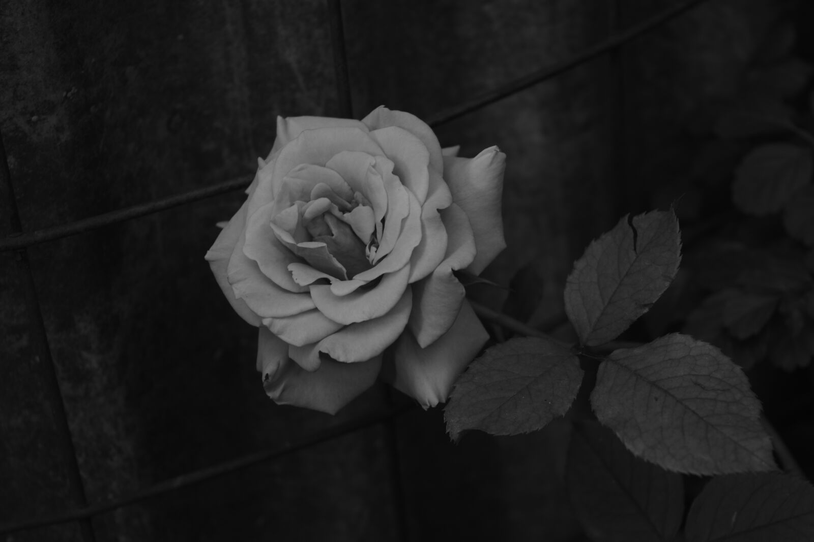 Nikon D5300 sample photo. Rose, plant, flower photography