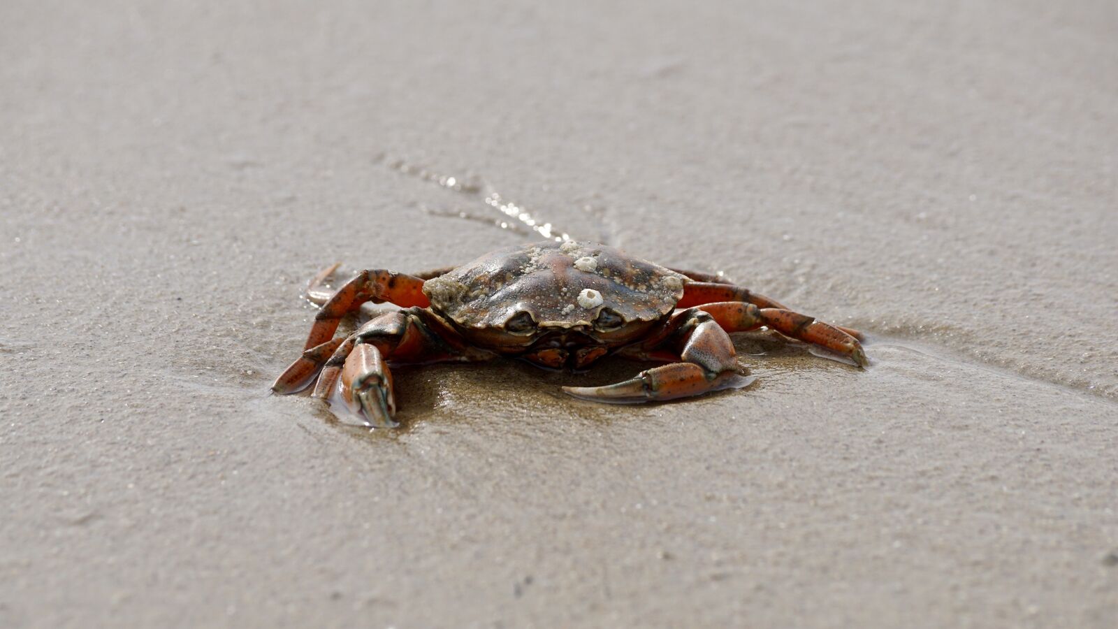 Sony DT 55-300mm F4.5-5.6 SAM sample photo. Cancer, crab, shellfish photography