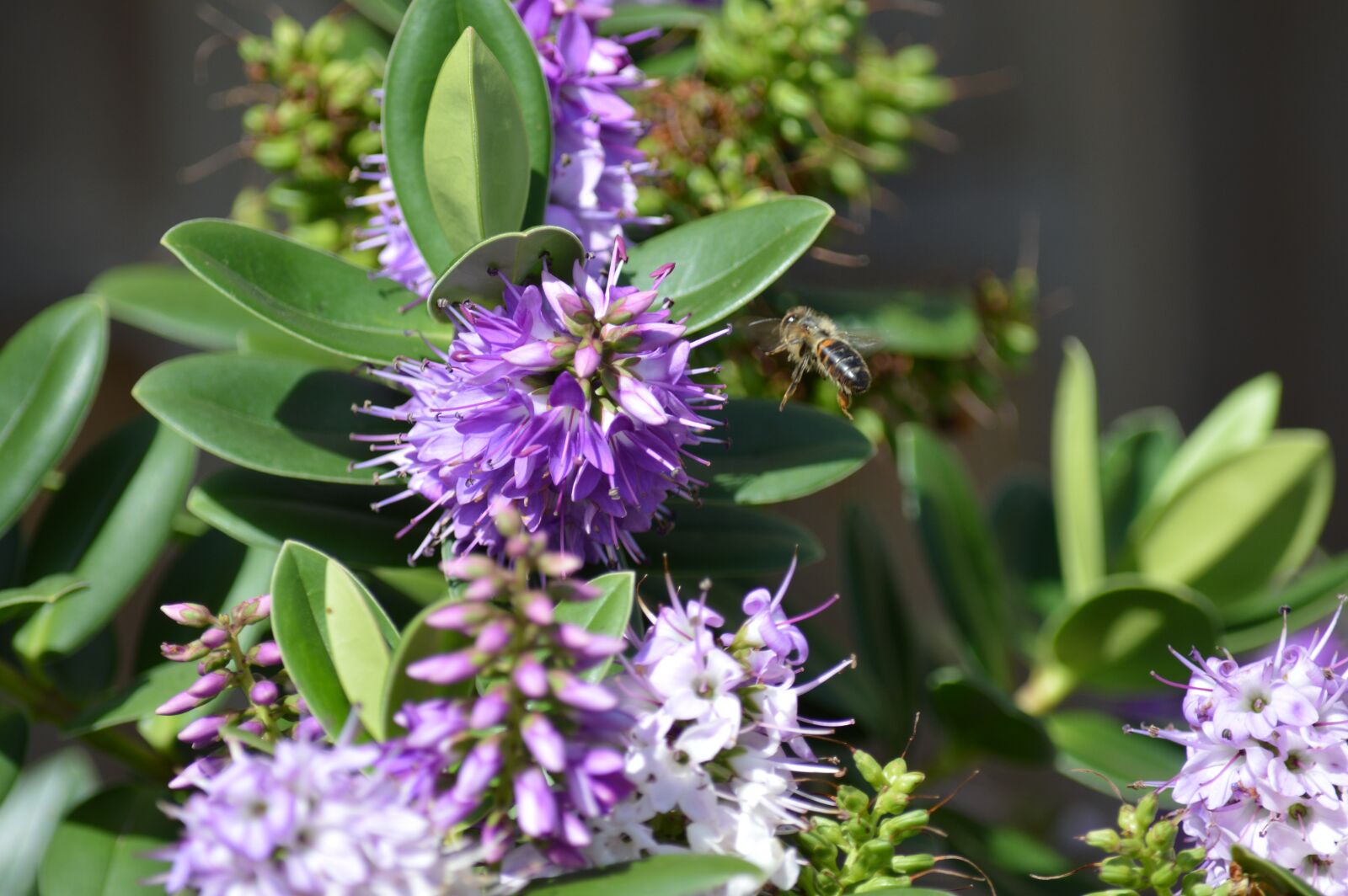 Nikon D3200 sample photo. Bee, flowers, nature photography