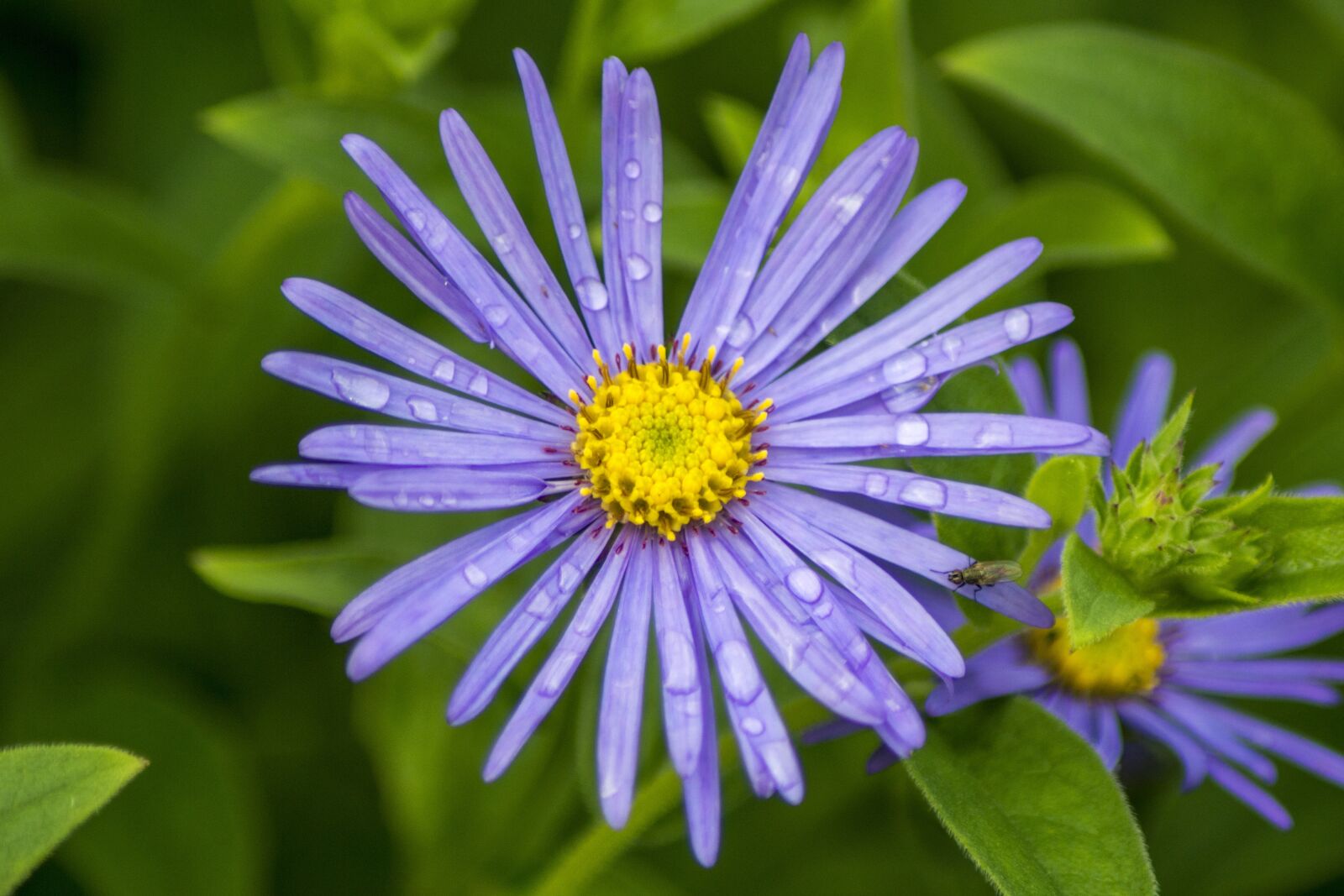 Nikon D3200 sample photo. Flower, bloom, floral photography