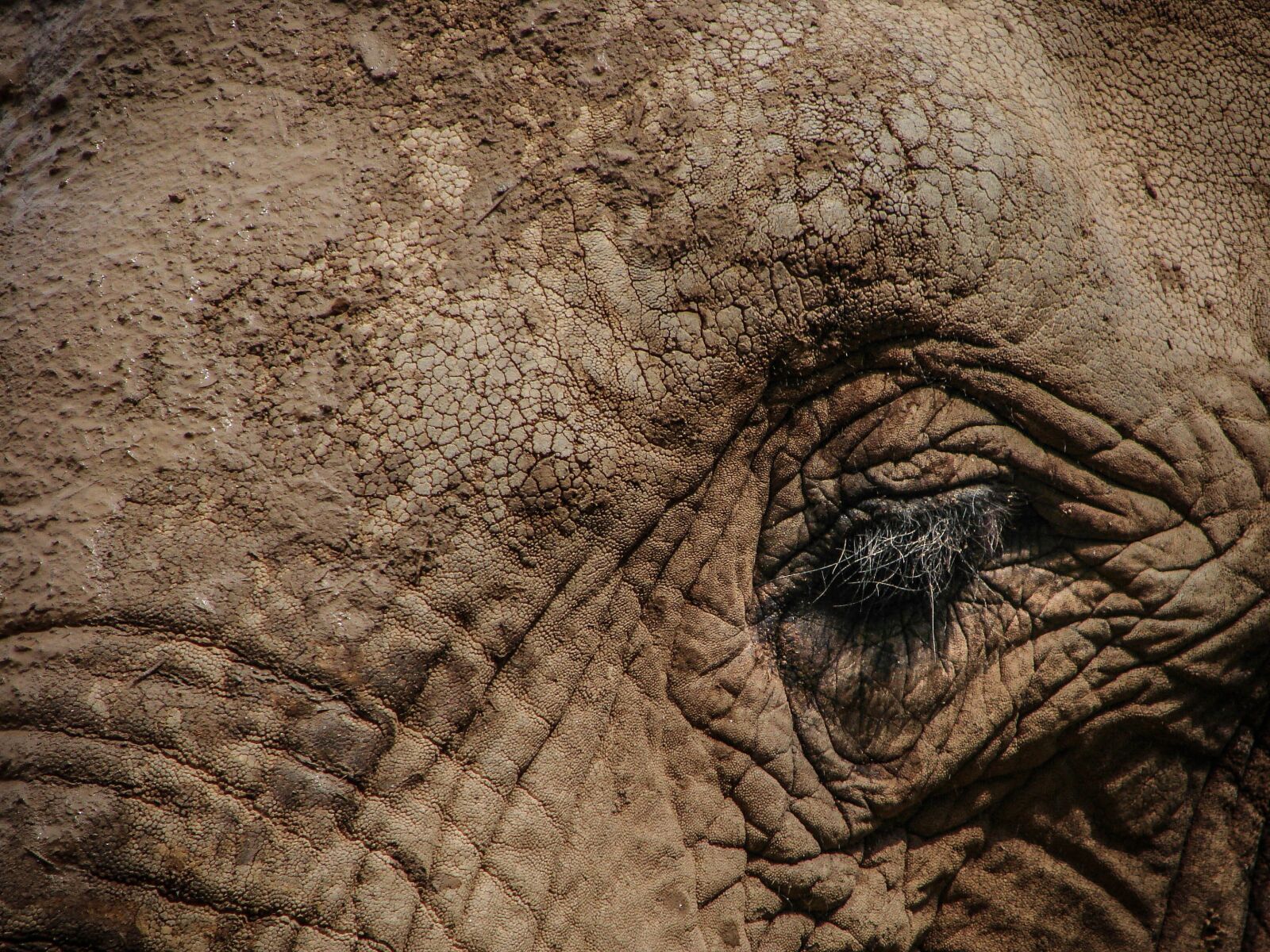 Sony DSC-H5 sample photo. Elephant, eye, wildlife photography