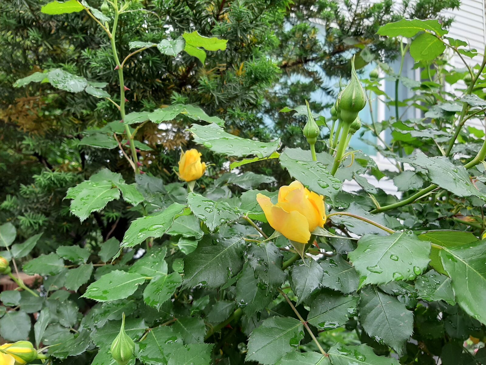 Samsung Galaxy A50 sample photo. Yellow roses, rose, 5 photography