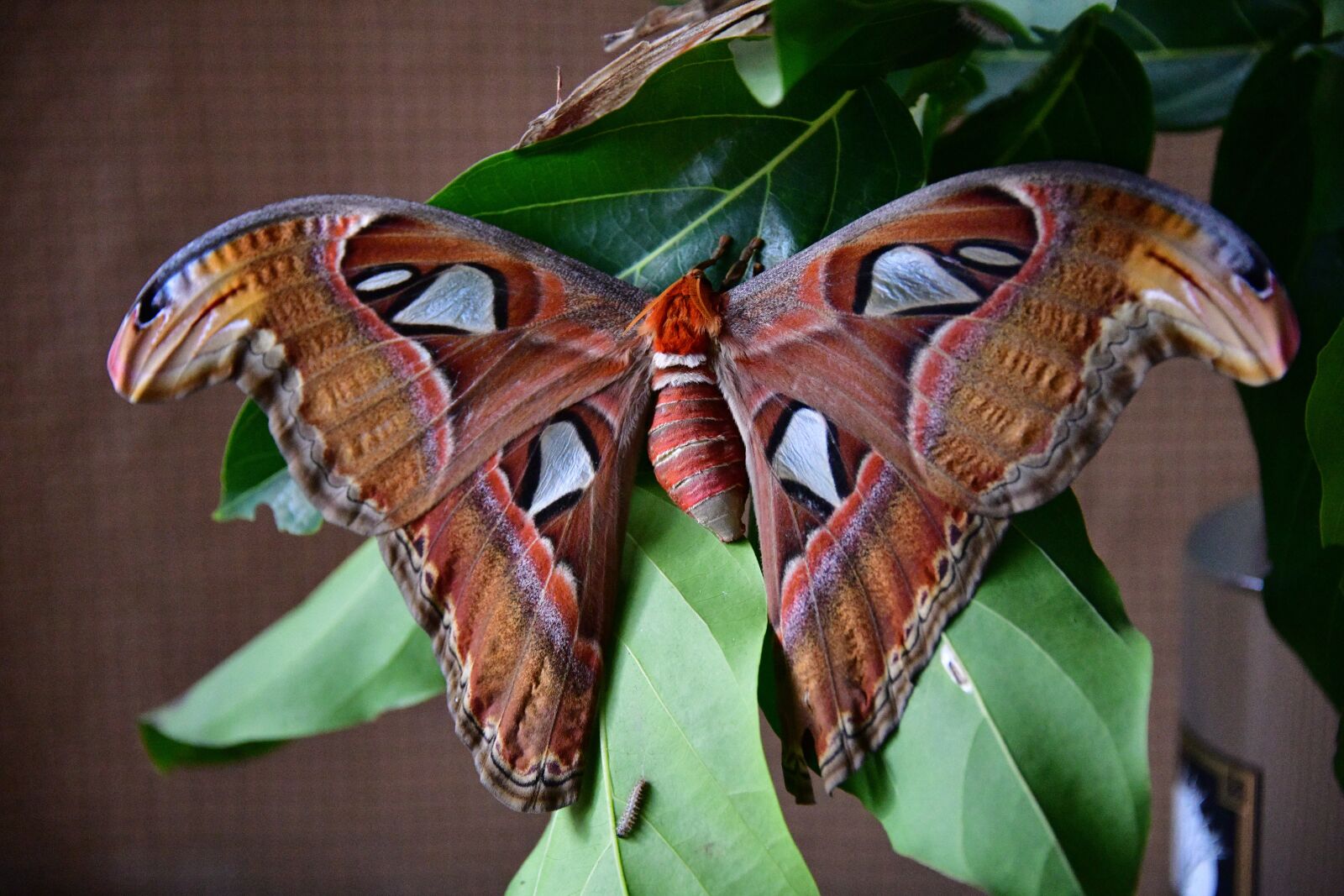 Nikon D850 sample photo. Moth, atlantis, butterfly photography