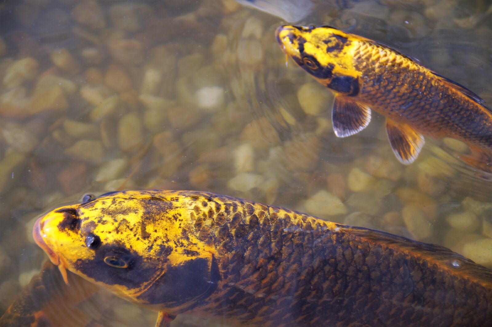 Sony SLT-A58 sample photo. Fish, goldfish, koi carp photography