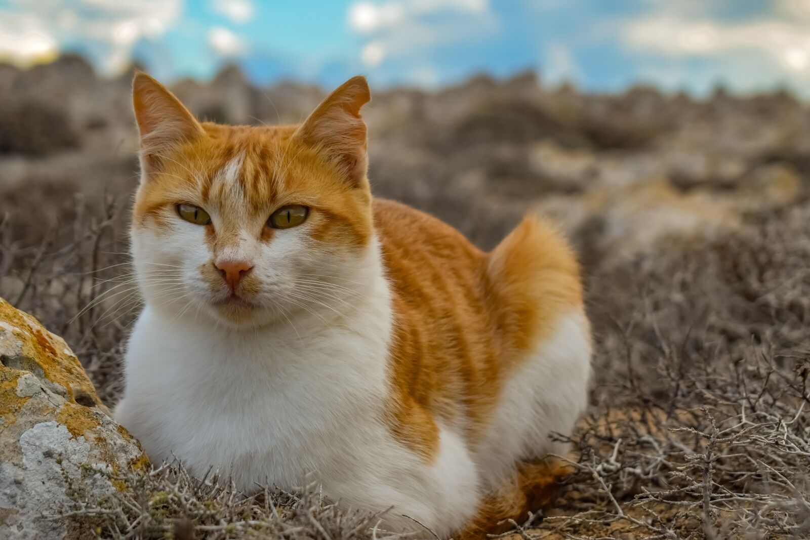 Nikon D3300 sample photo. Cat, stray, animal photography