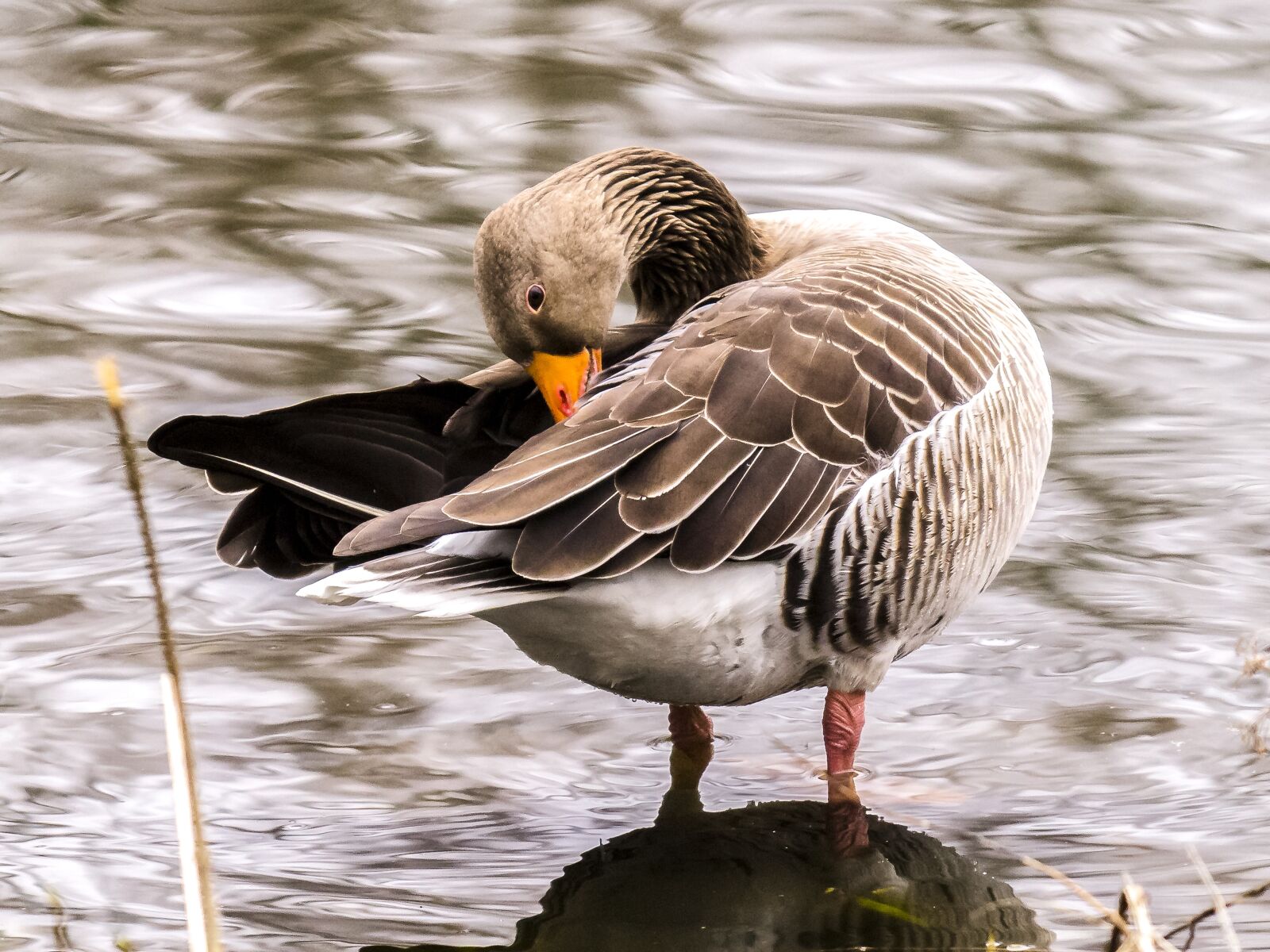 Olympus E-5 sample photo. Goose, geese, greylag goose photography