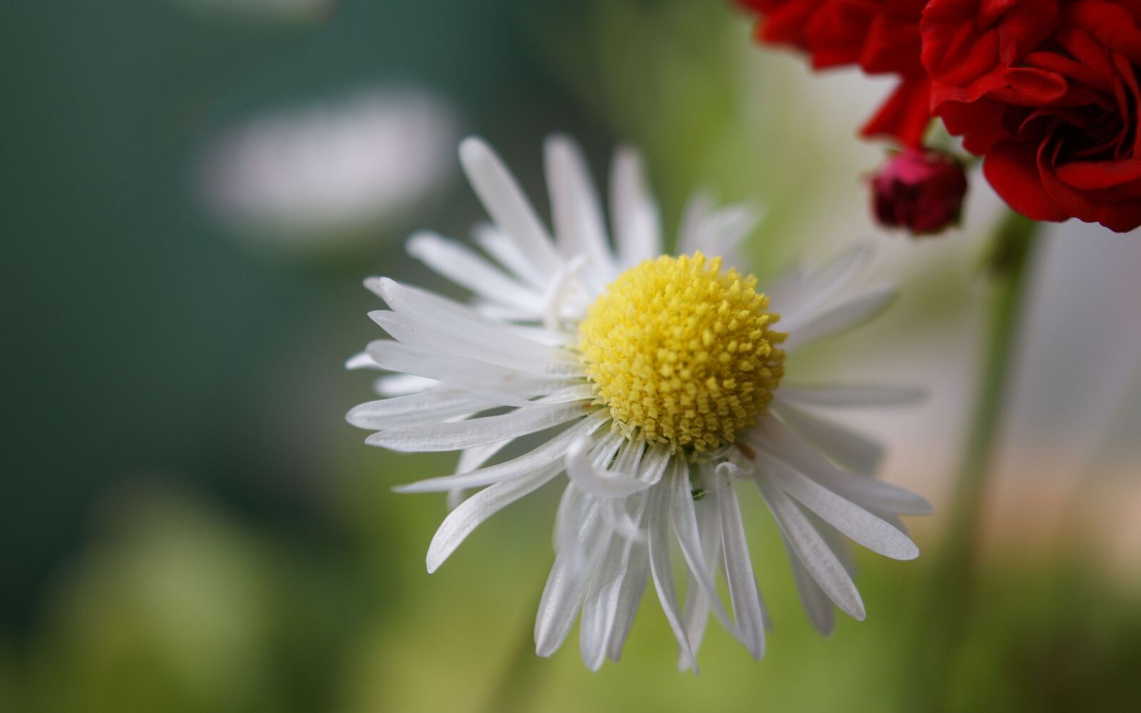 Sony Alpha DSLR-A350 sample photo. Flora, fauna, macro photography