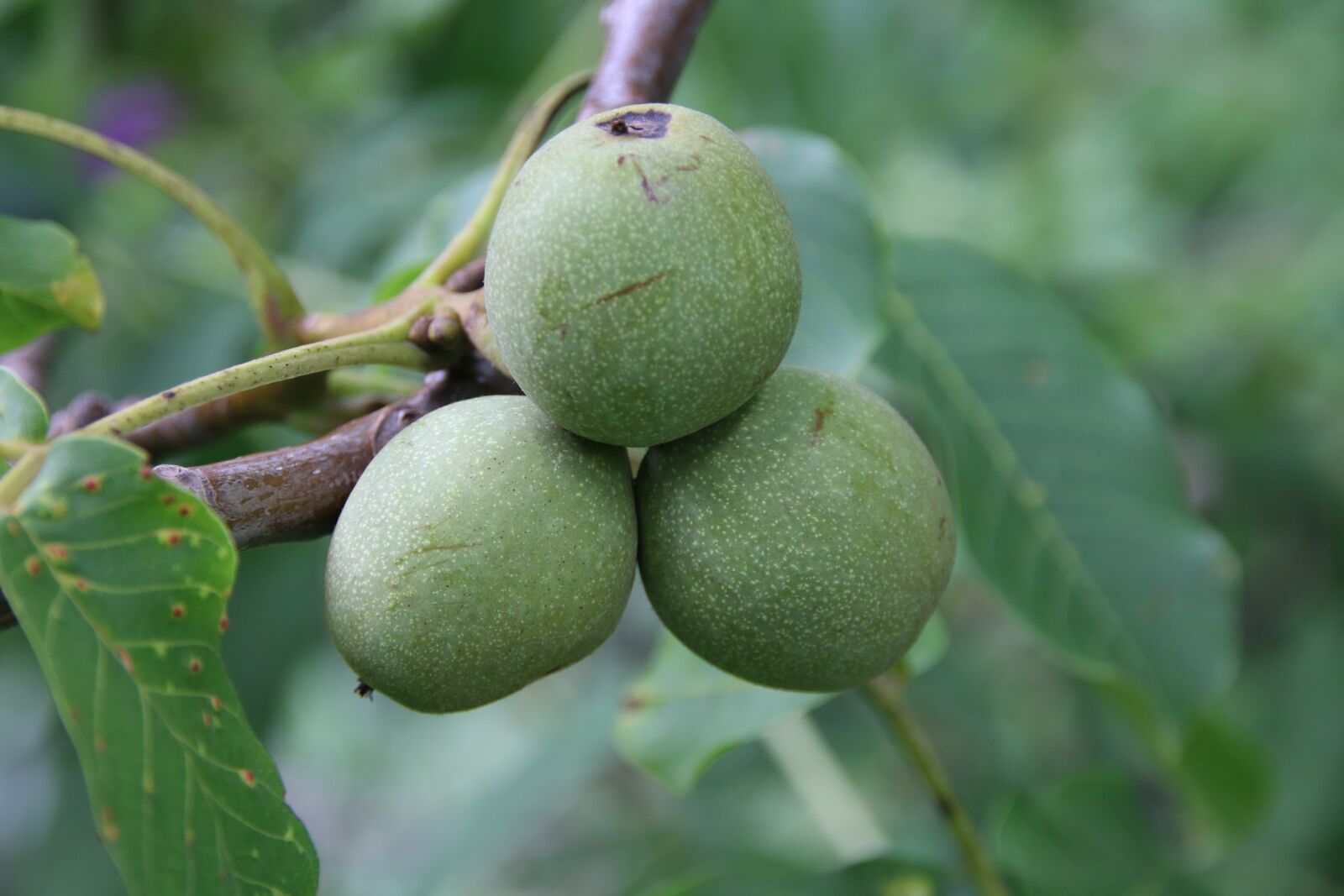 Canon EOS 70D sample photo. Walnut, green, fruit photography