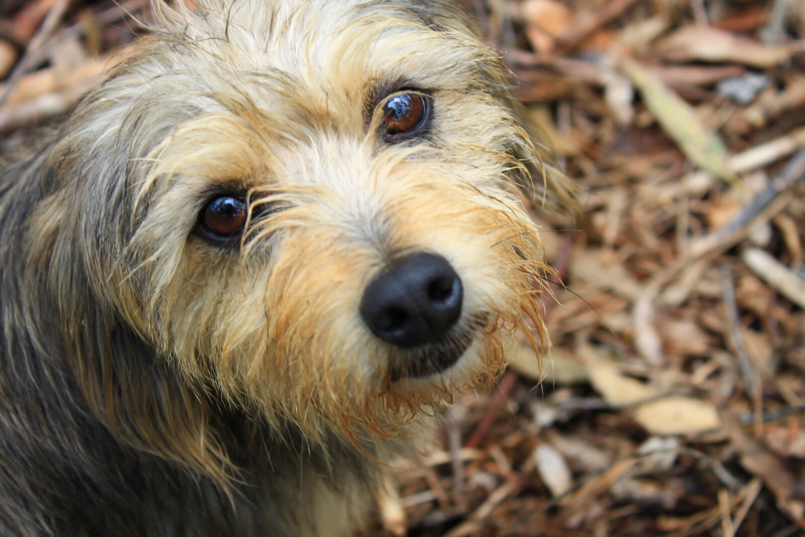 Canon EOS 1100D (EOS Rebel T3 / EOS Kiss X50) sample photo. Dog, eyes photography