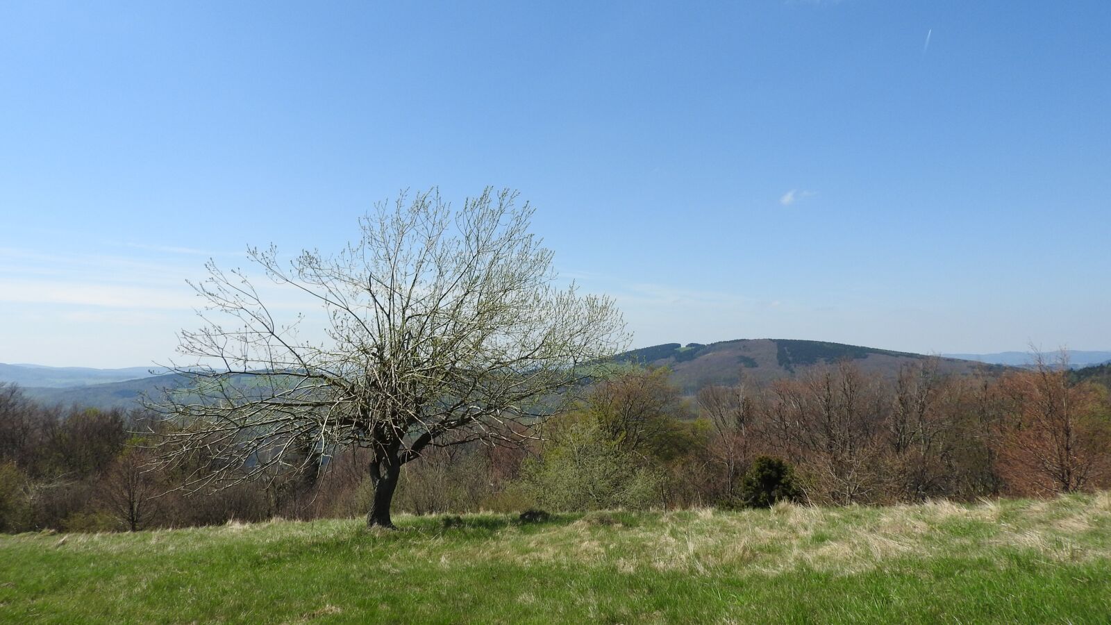 Nikon Coolpix P610 sample photo. Tree, meadow, country photography