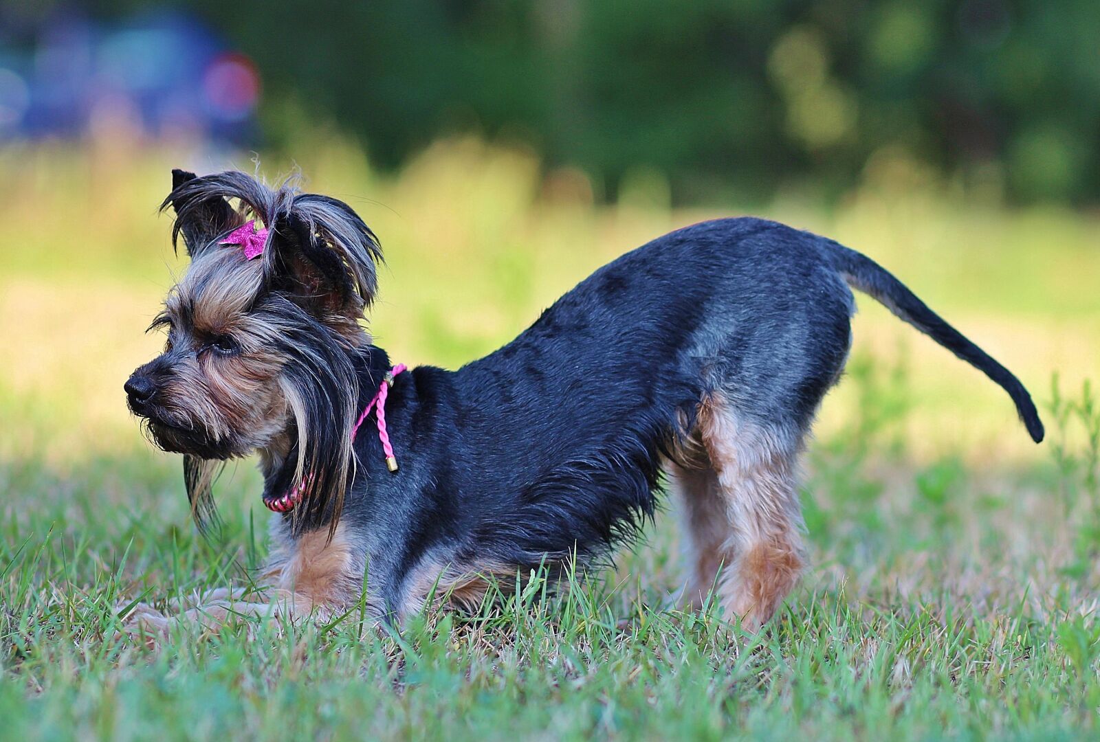 Canon EOS 600D (Rebel EOS T3i / EOS Kiss X5) + Canon EF 85mm F1.8 USM sample photo. Yorkie, bow, dog photography