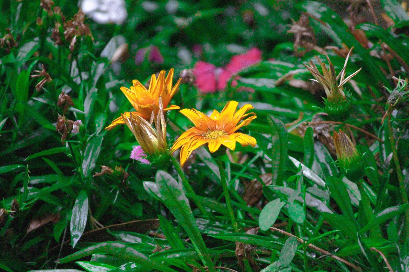 Canon EOS 1200D (EOS Rebel T5 / EOS Kiss X70 / EOS Hi) sample photo. Flower, yellow flower, nature photography