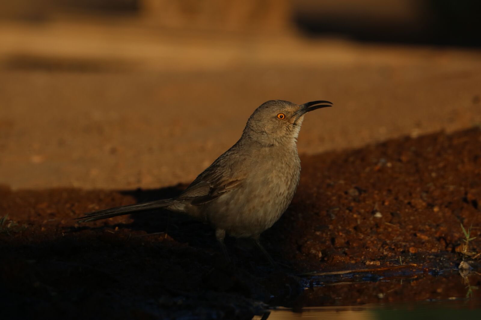 Canon EOS 750D (EOS Rebel T6i / EOS Kiss X8i) + Canon EF 100-400mm F4.5-5.6L IS II USM sample photo. Bird, desert, nature photography