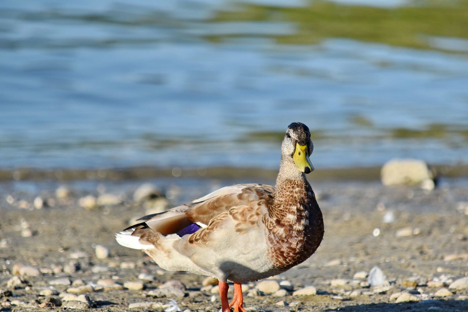 Nikon D5500 sample photo. Beach, mallard, side view photography