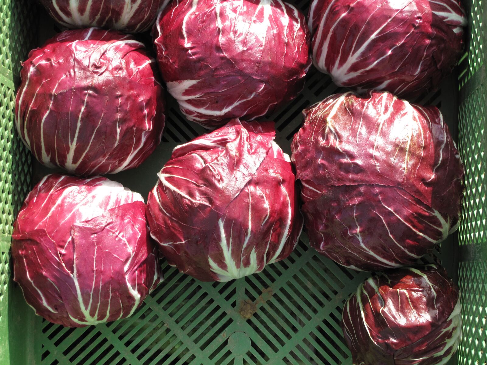 Canon PowerShot G10 sample photo. Radicchio, vegetables, salad photography