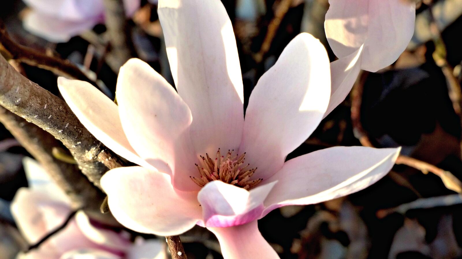 Panasonic Lumix DMC-FZ200 sample photo. Flower, nature, flora photography