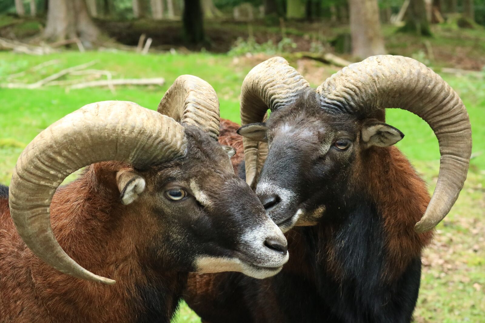 Canon EOS M3 sample photo. Wild, forest, wildlife park photography