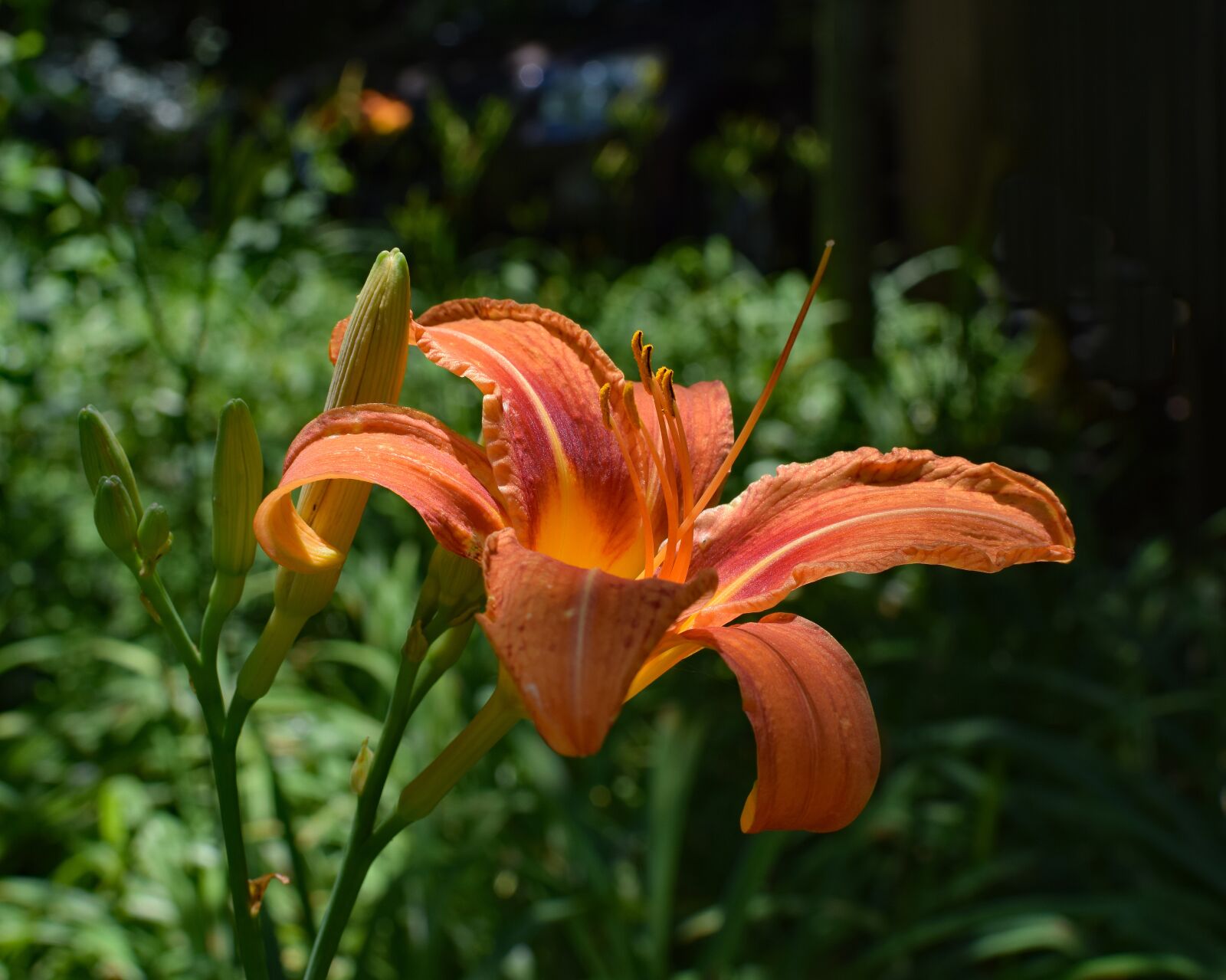 Nikon D3300 sample photo. Daylily with buds, lily photography