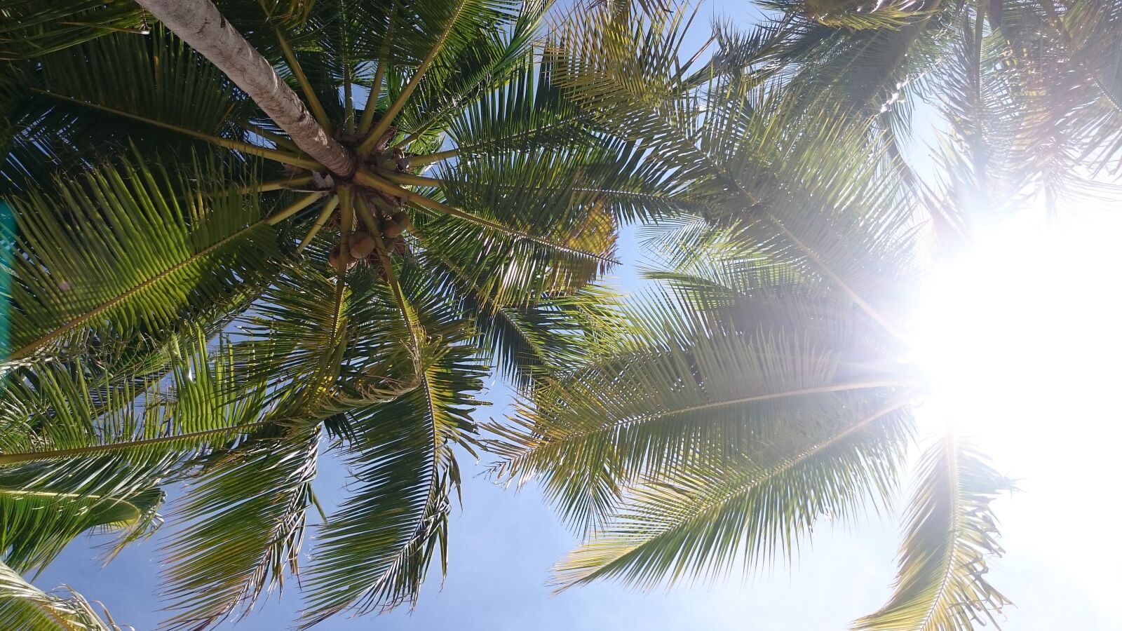 Sony Xperia Z3 Compact sample photo. Coconut, tree, flare, sun photography