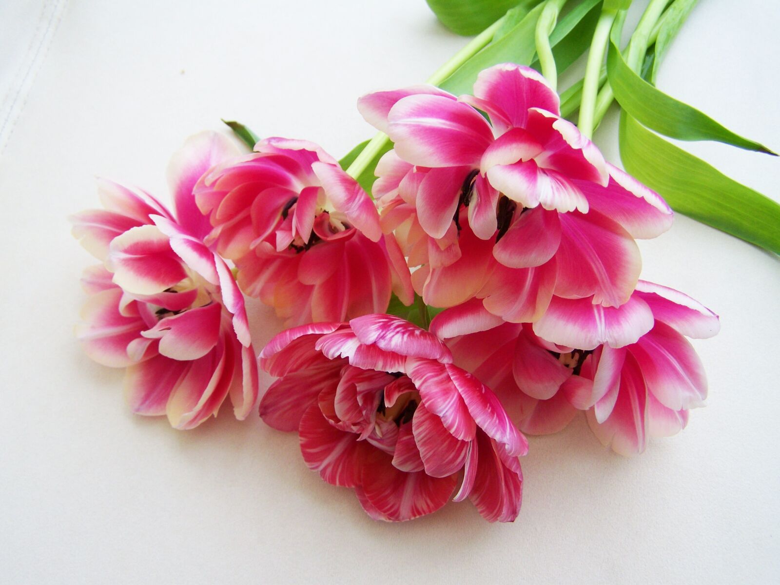 Kodak EASYSHARE ZD710 ZOOM DIGITAL CAMERA sample photo. Tulip bouquet, pink, cut photography