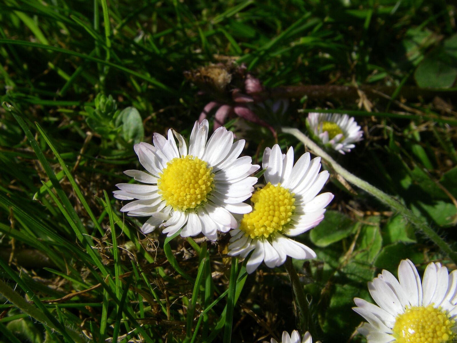 Pentax OPTIO W20 sample photo. Bellis, flower, botany photography