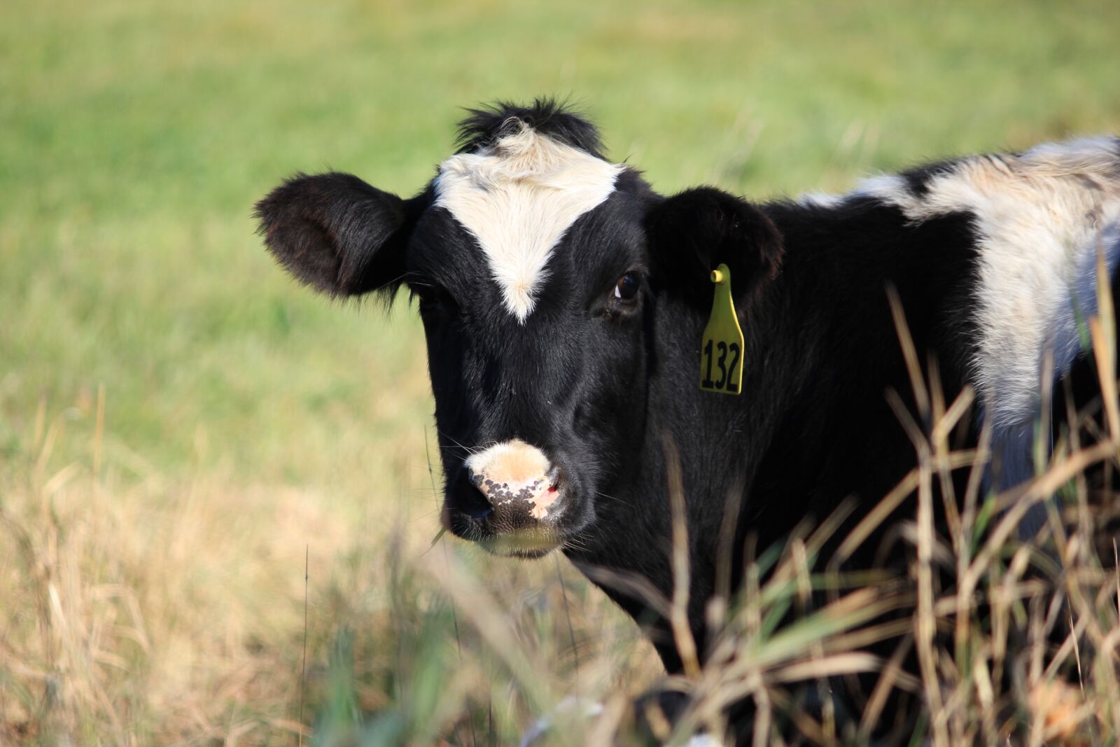 Canon EOS 550D (EOS Rebel T2i / EOS Kiss X4) sample photo. Cow, farm, vermont photography