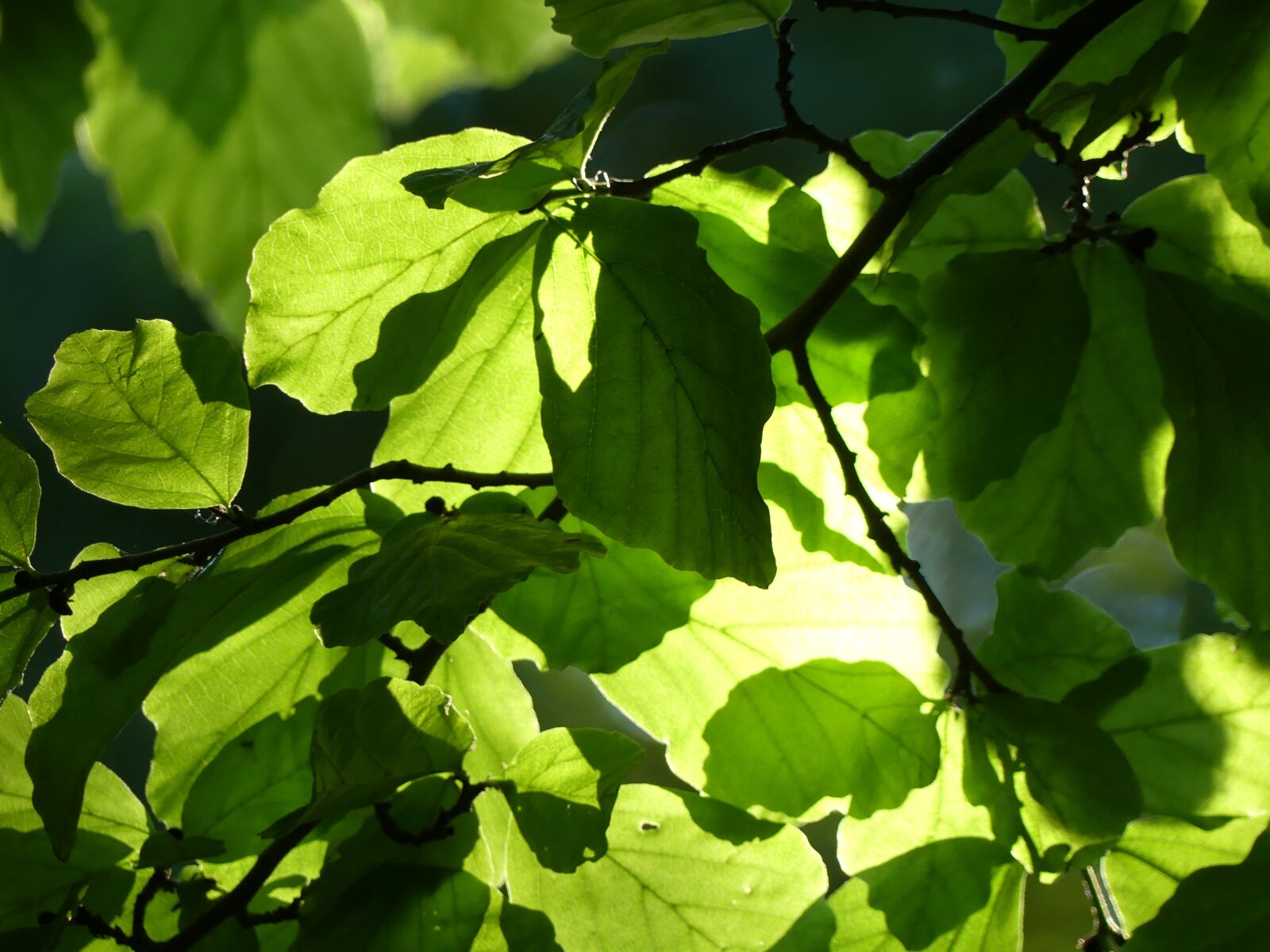 Tree leave. Листья деревьев. Густая листва деревьев. Листья деревьев фото. Зеленый лист дерева.