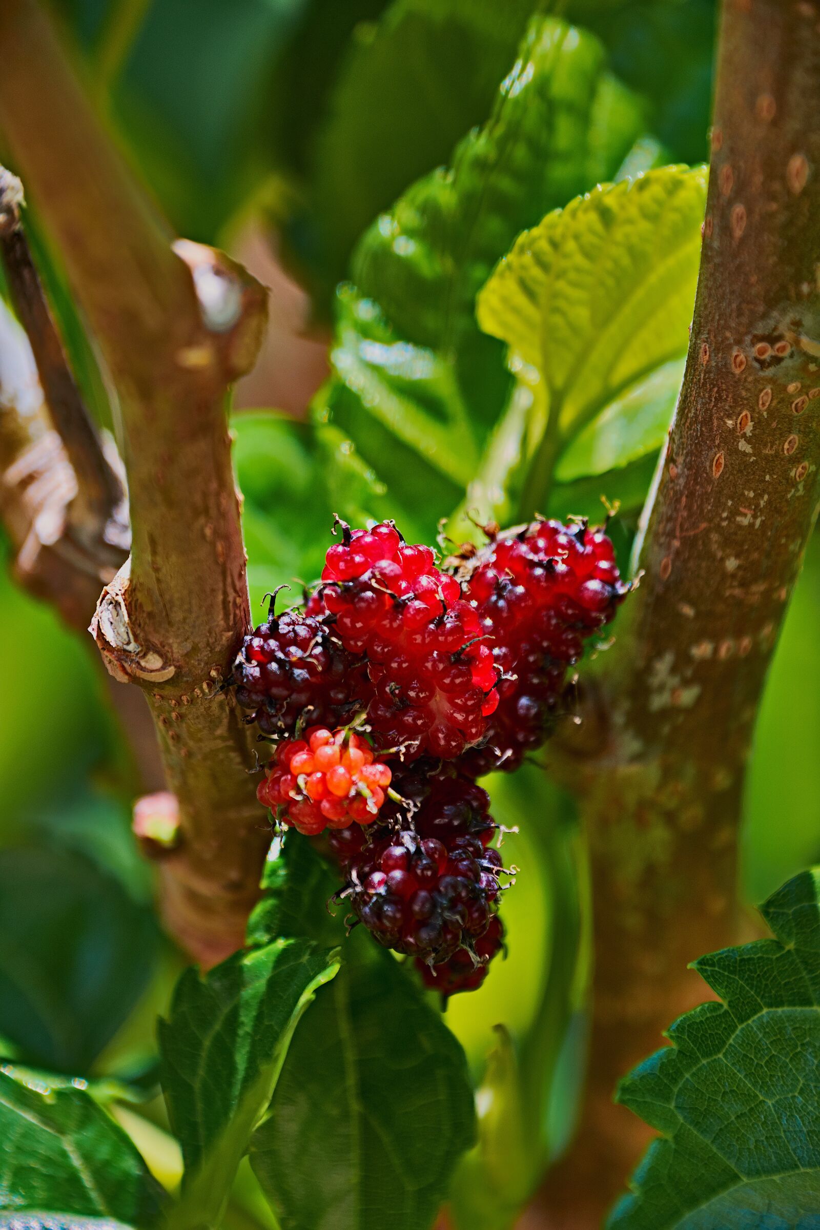 Nikon D7200 sample photo. Blackberries, colorful, plant photography