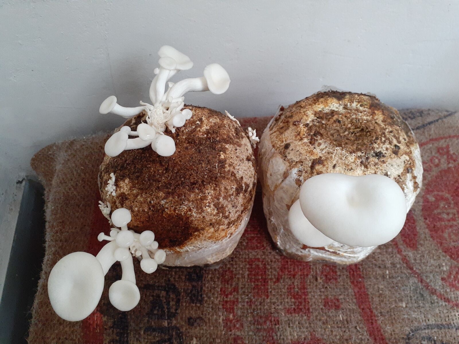 Samsung Galaxy A20 sample photo. Mushroom, cultivation, edible photography