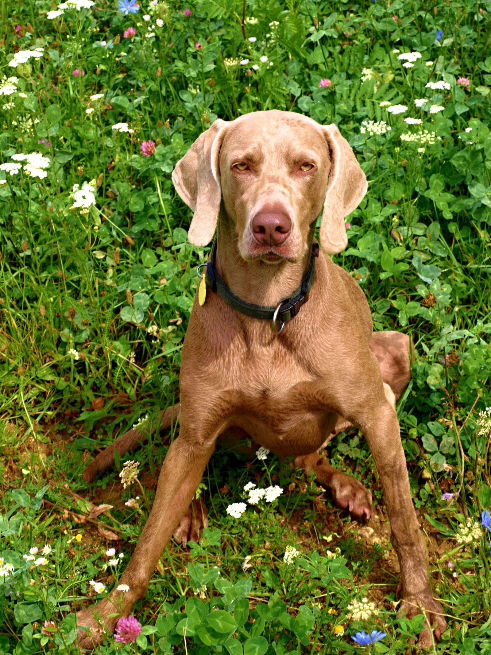 Olympus E-510 (EVOLT E-510) sample photo. Dog, animal, nature photography