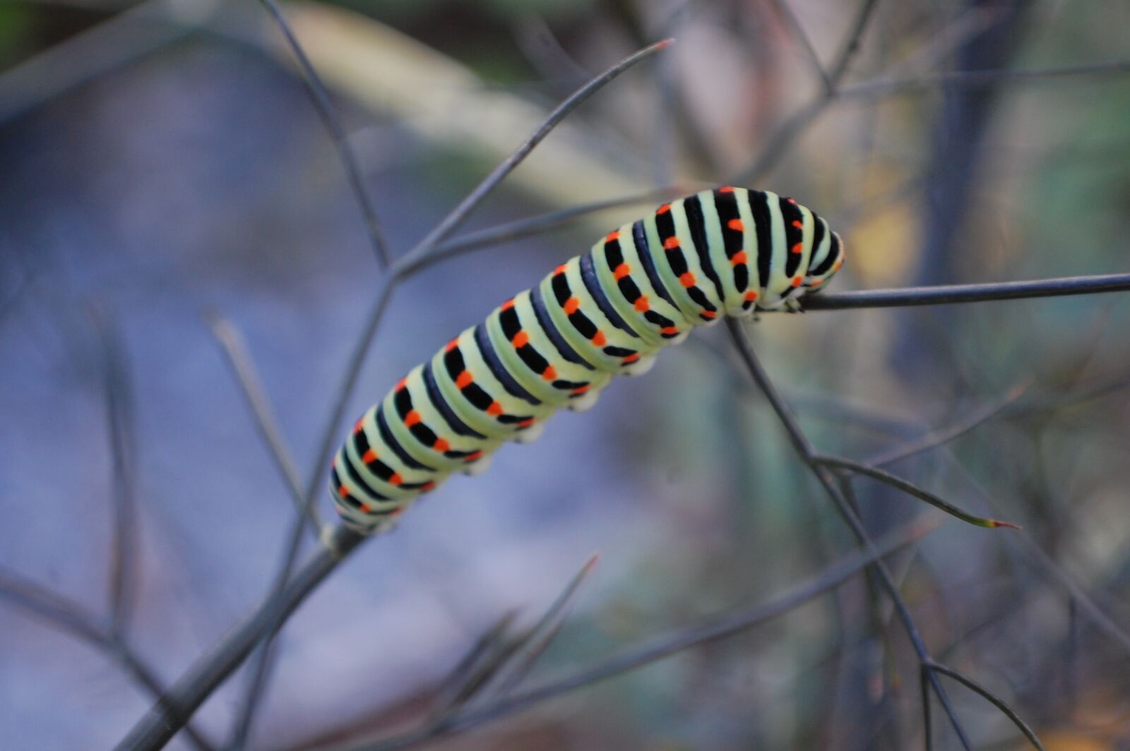 Nikon D40 sample photo. Caterpillars, wildlife, insects photography